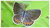 Female Karner Blue Butterfly