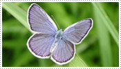 Male Karner Blue Butterfly