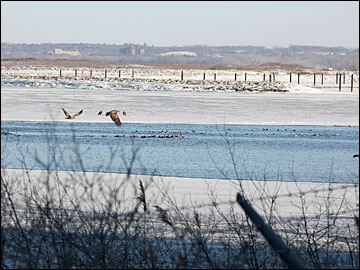 Bald Eagles Fly Near J.P. Pulliam Power Plant in Green Bay, Wisconsin