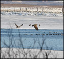 Bald Eagles
