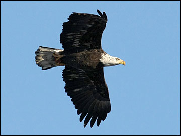 Bald Eagles Fly Near J.P. Pulliam Power Plant in Green Bay, Wisconsin