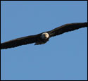 Bald Eagles