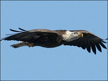 Bald Eagles Fly Near J.P. Pulliam Power Plant in Green Bay, Wisconsin