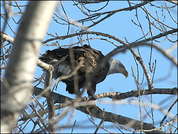 Bald Eagles Fly Near J.P. Pulliam Power Plant in Green Bay, Wisconsin