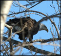 Bald Eagles