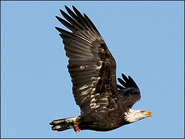 Bald Eagles Fly Near J.P. Pulliam Power Plant in Green Bay, Wisconsin