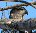 Bald Eagles