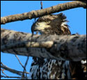 Bald Eagles