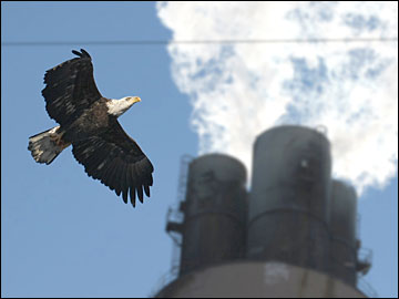 Bald Eagles Fly Near J.P. Pulliam Power Plant in Green Bay, Wisconsin