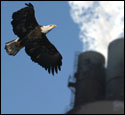 Bald Eagles