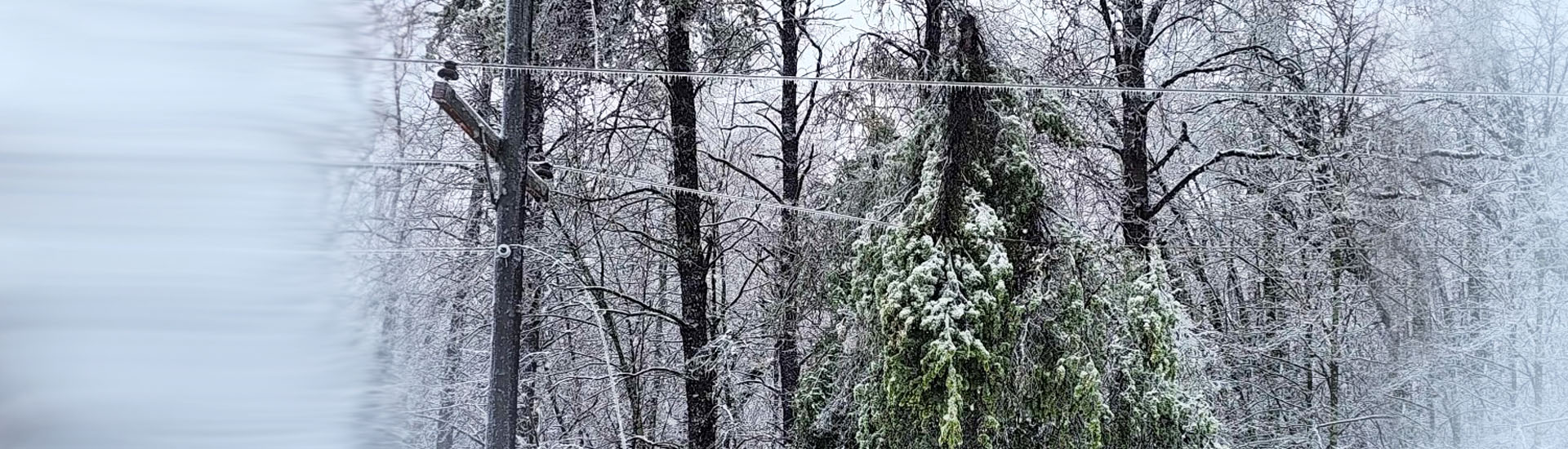 ice storm trees lines