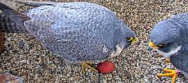 peregrine falcon nestbox egg
