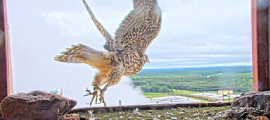 peregrine falcon chicks take their first flights