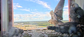 peregrine falcon flapping wings
