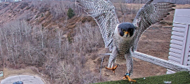 peregrine falcon nestbox