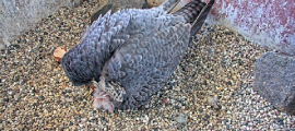 peregrine falcon nestbox chick