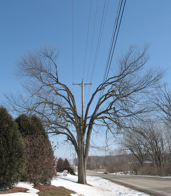 graphic showing directional pruning