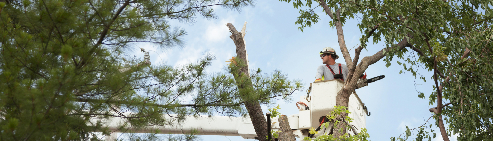 tree trimming