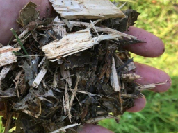 handful of wood chips